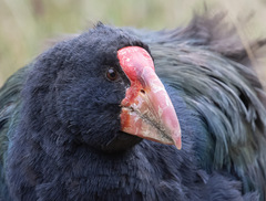 Porphyrio hochstetteri