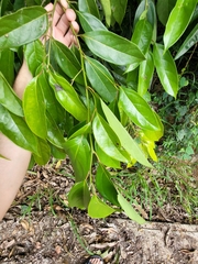 Aiouea montana