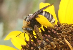 Svastra obliqua obliqua