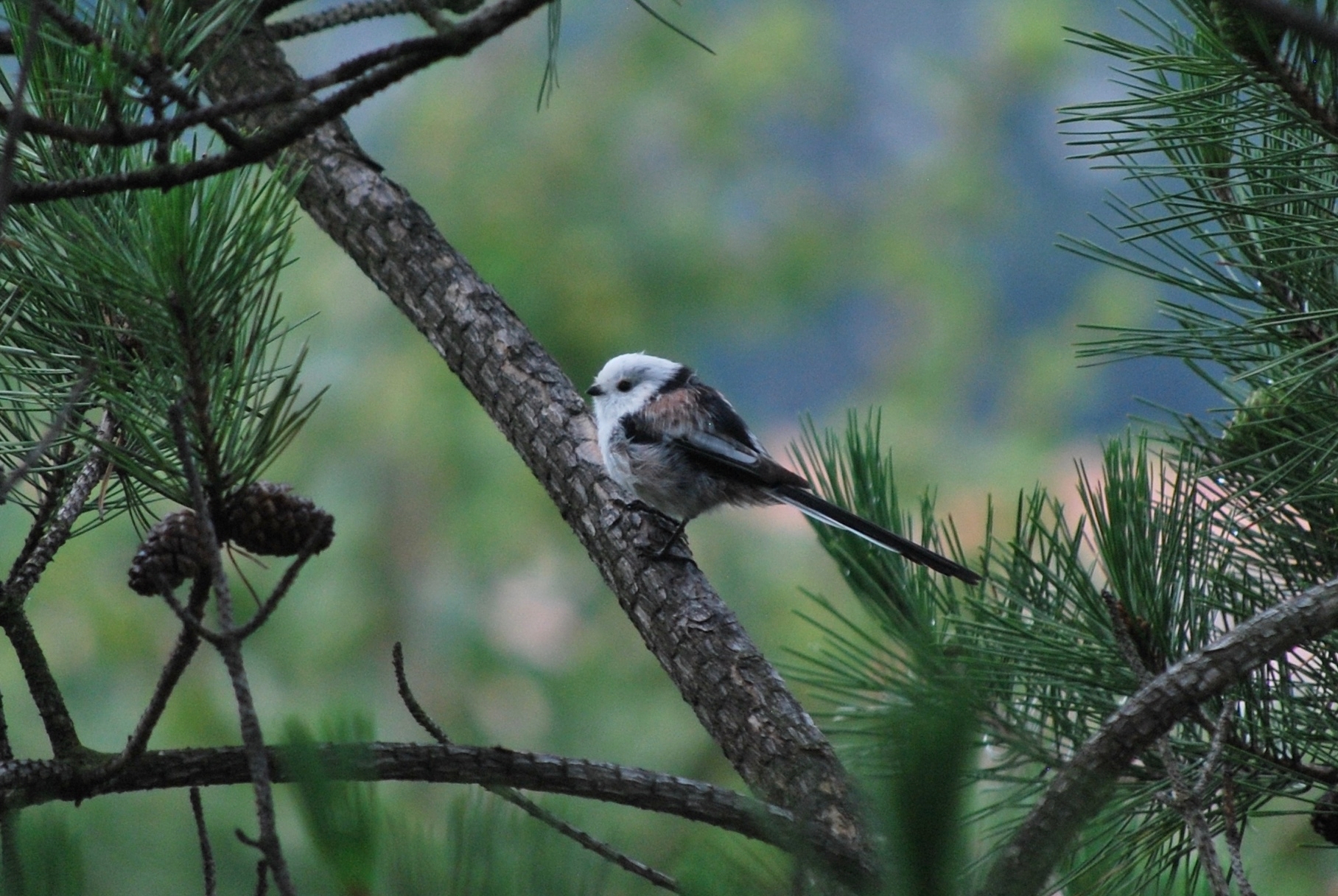 Long-tailed Tit