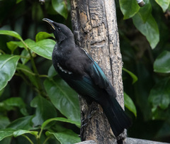 Prosthemadera novaeseelandiae