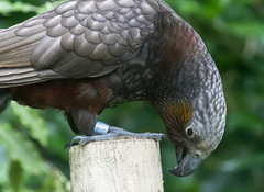 Nestor meridionalis septentrionalis