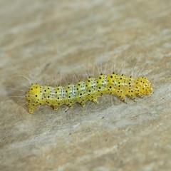 Alypiodes bimaculata