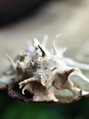 Akanthomyces tuberculatus