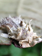 Akanthomyces tuberculatus