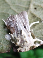Akanthomyces tuberculatus