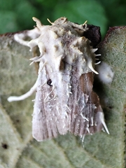 Akanthomyces tuberculatus