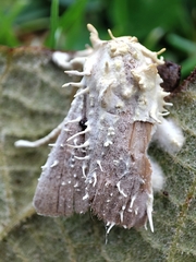 Akanthomyces tuberculatus