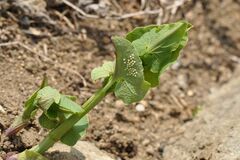 Zerynthia polyxena