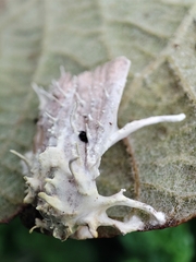 Akanthomyces tuberculatus