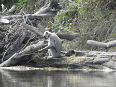 Semnopithecus schistaceus