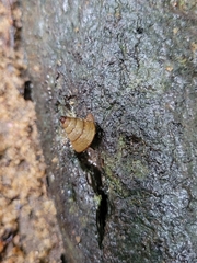 Pseudoxychona spiritualis