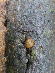 Pseudoxychona spiritualis