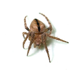 Eustala anastera