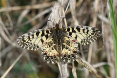 Zerynthia polyxena
