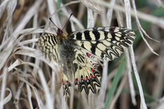Zerynthia polyxena