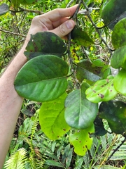 Coccoloba swartzii