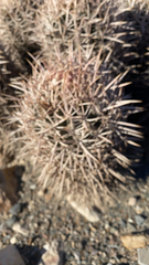 Homalocephala polycephala