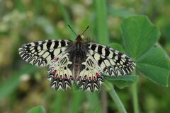 Zerynthia polyxena