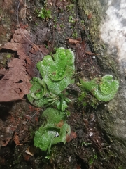 Lunularia cruciata