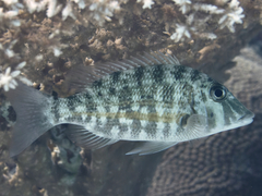Lethrinus obsoletus