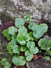Campanula poscharskyana