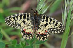 Zerynthia polyxena