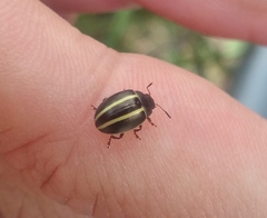 Desmogramma