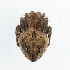 Eustala anastera
