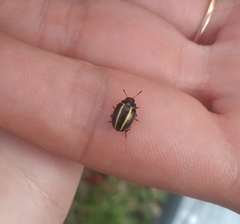 Desmogramma