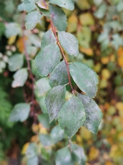 Podosphaera spiraeae