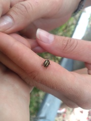 Desmogramma