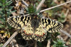 Zerynthia polyxena