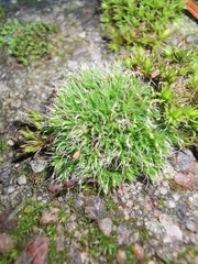 Grimmia pulvinata