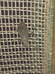 Jadera parapectoralis