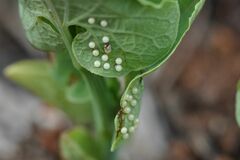 Zerynthia polyxena