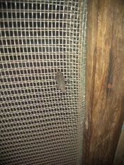 Jadera parapectoralis