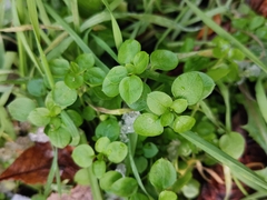 Stellaria media