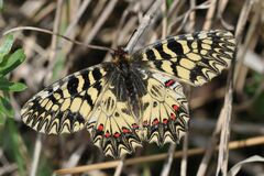 Zerynthia polyxena