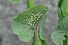 Zerynthia polyxena