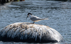 Sterna striata striata