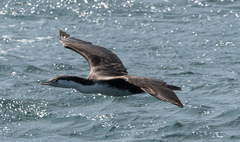 Phalacrocorax varius varius