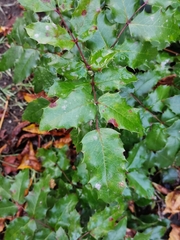 Berberis aquifolium