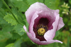 Papaver somniferum setigerum