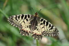 Zerynthia polyxena