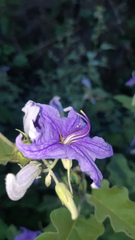 Solanum houstonii