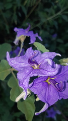 Solanum houstonii