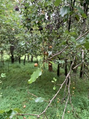 Malus angustifolia