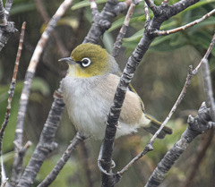 Zosterops lateralis lateralis