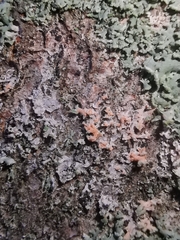 Erythricium aurantiacum